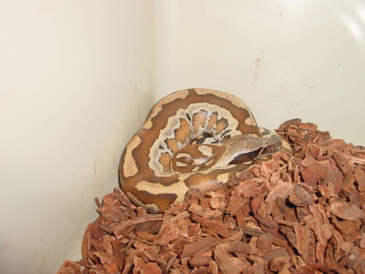 malaysian blood python