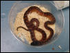 boelians 5