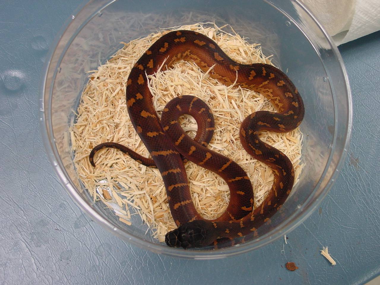 boelians 5