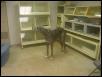 greatdane