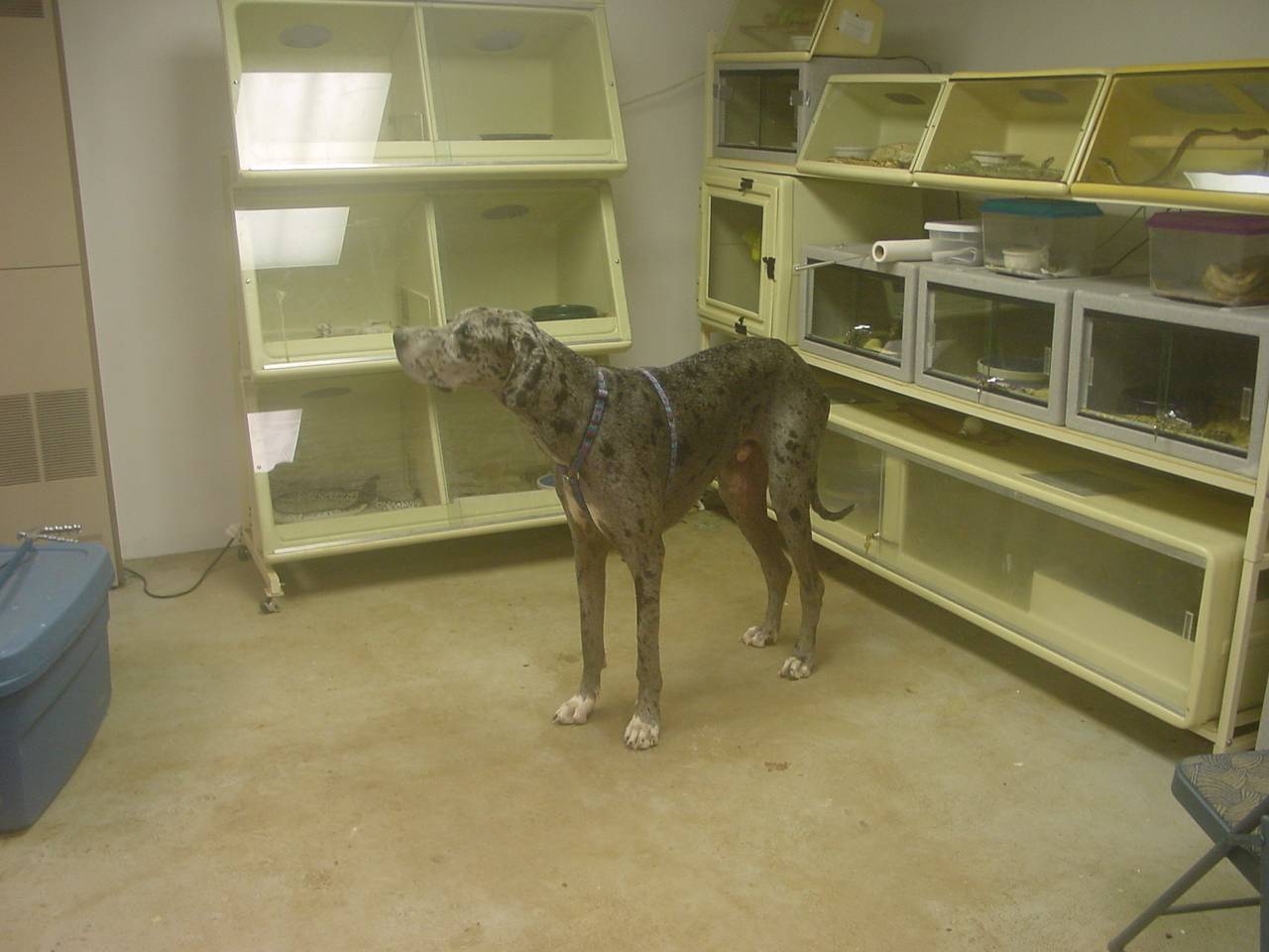 greatdane
