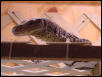 croc monitor