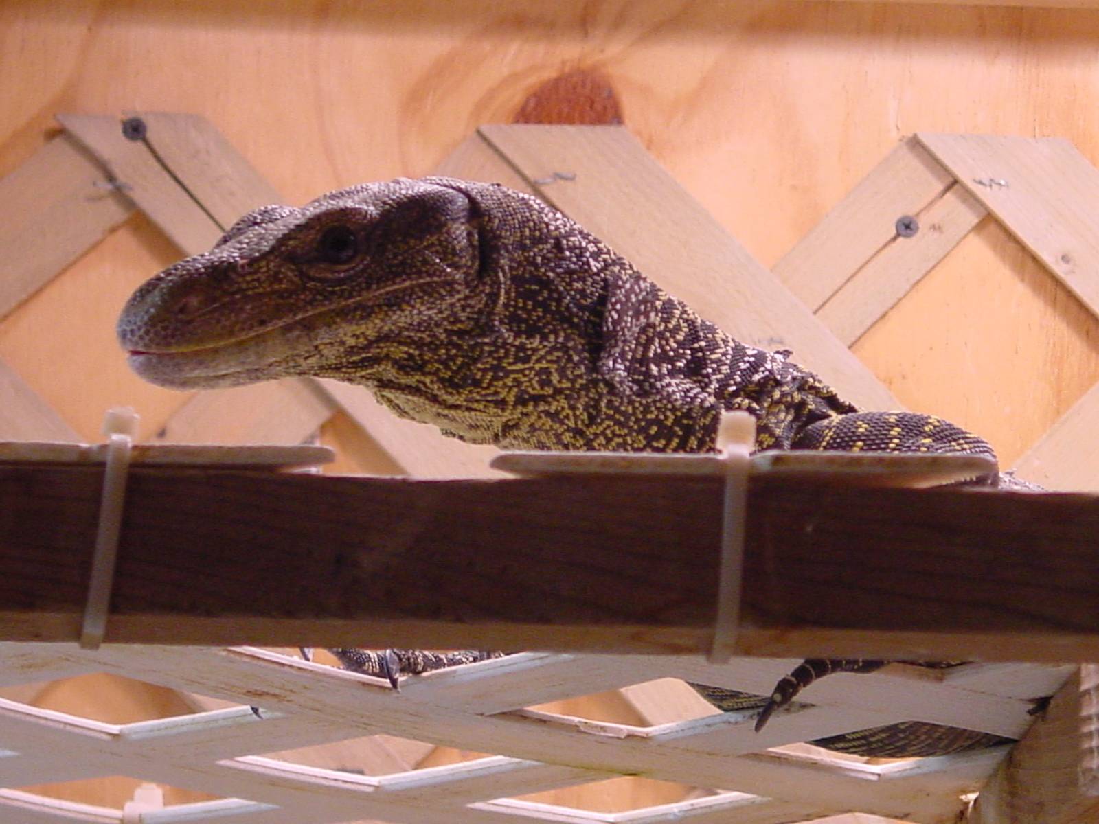 croc monitor