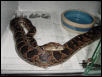 cuban boa