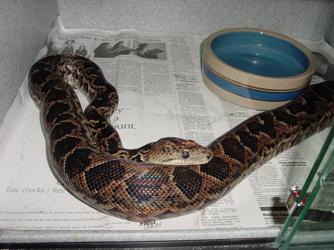 cuban boa