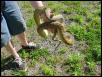 Southern Scrub Python