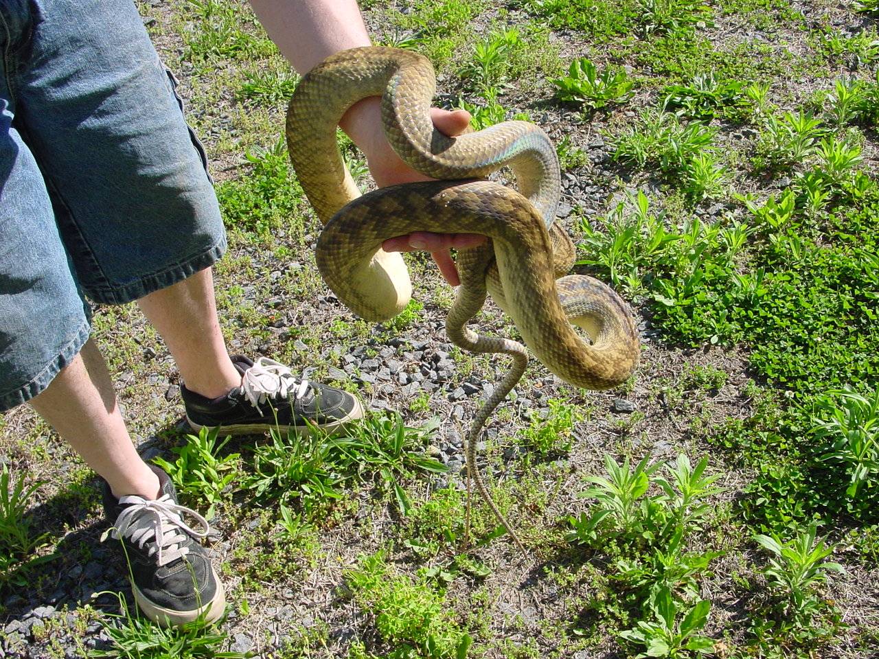 Southern Scrub Python