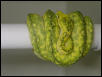 biak green tree