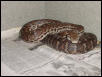 haitian boa
