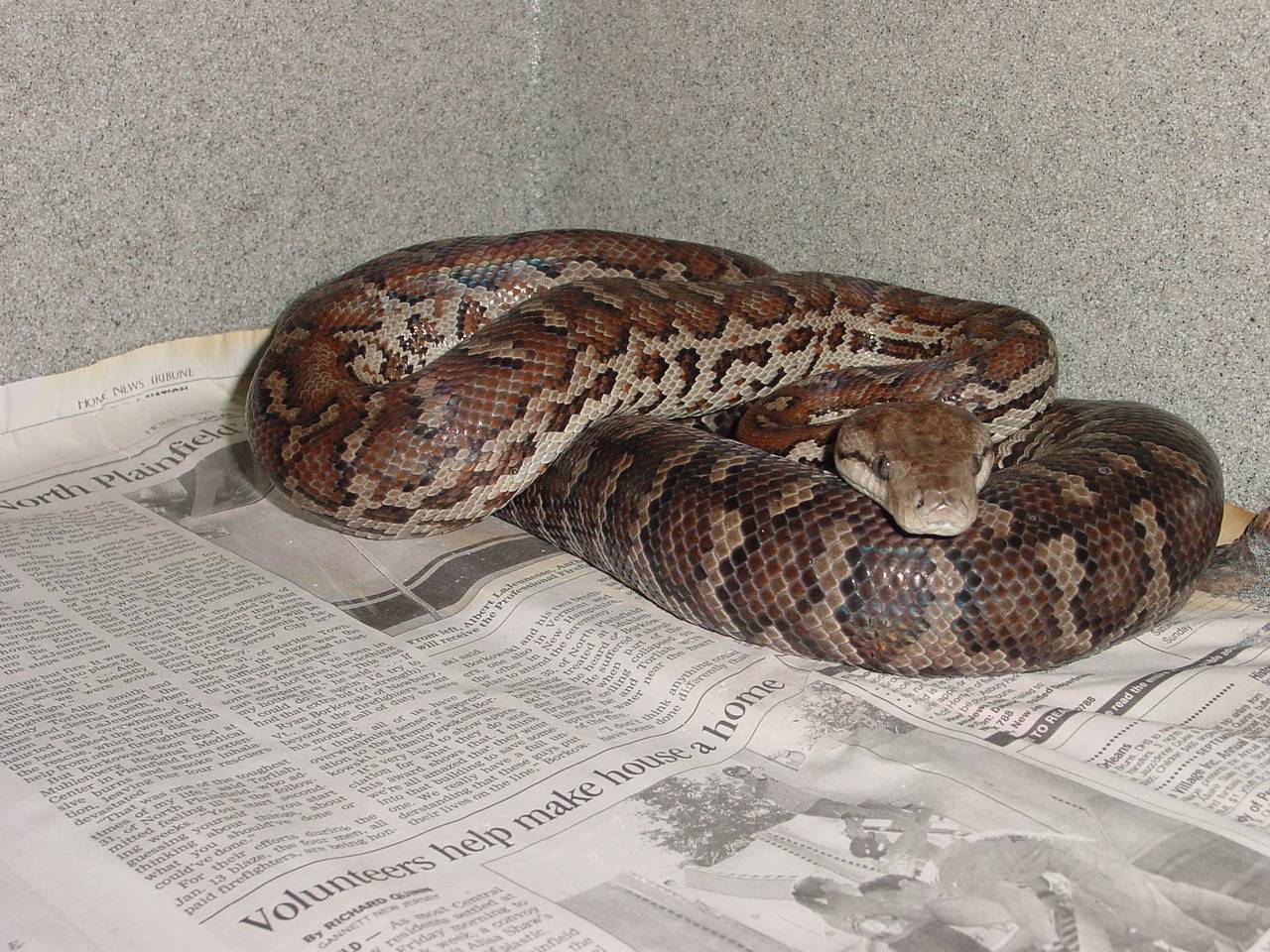 haitian boa