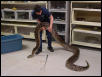 Jerry my african rock python