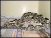 rhino viper