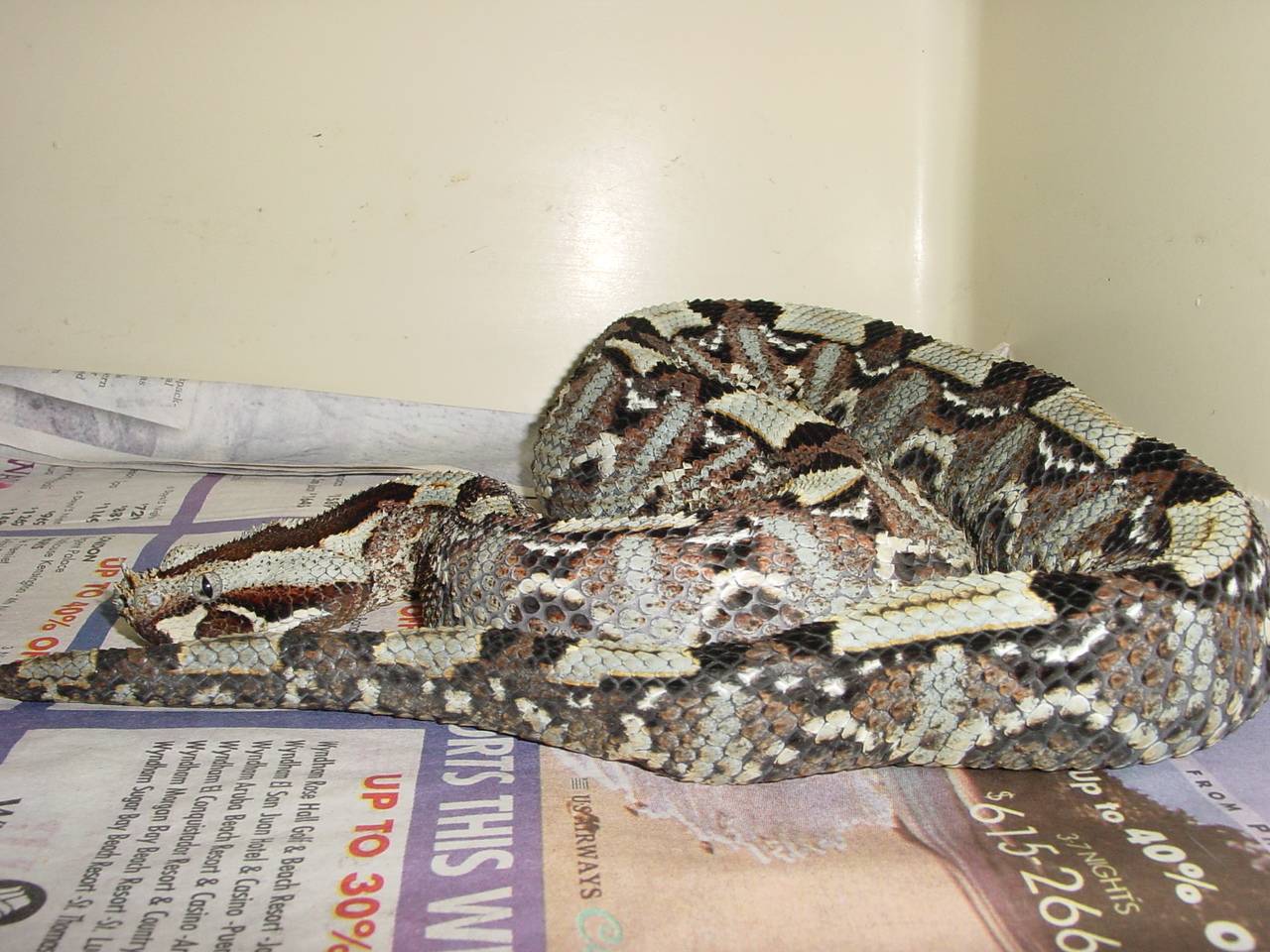 rhino viper
