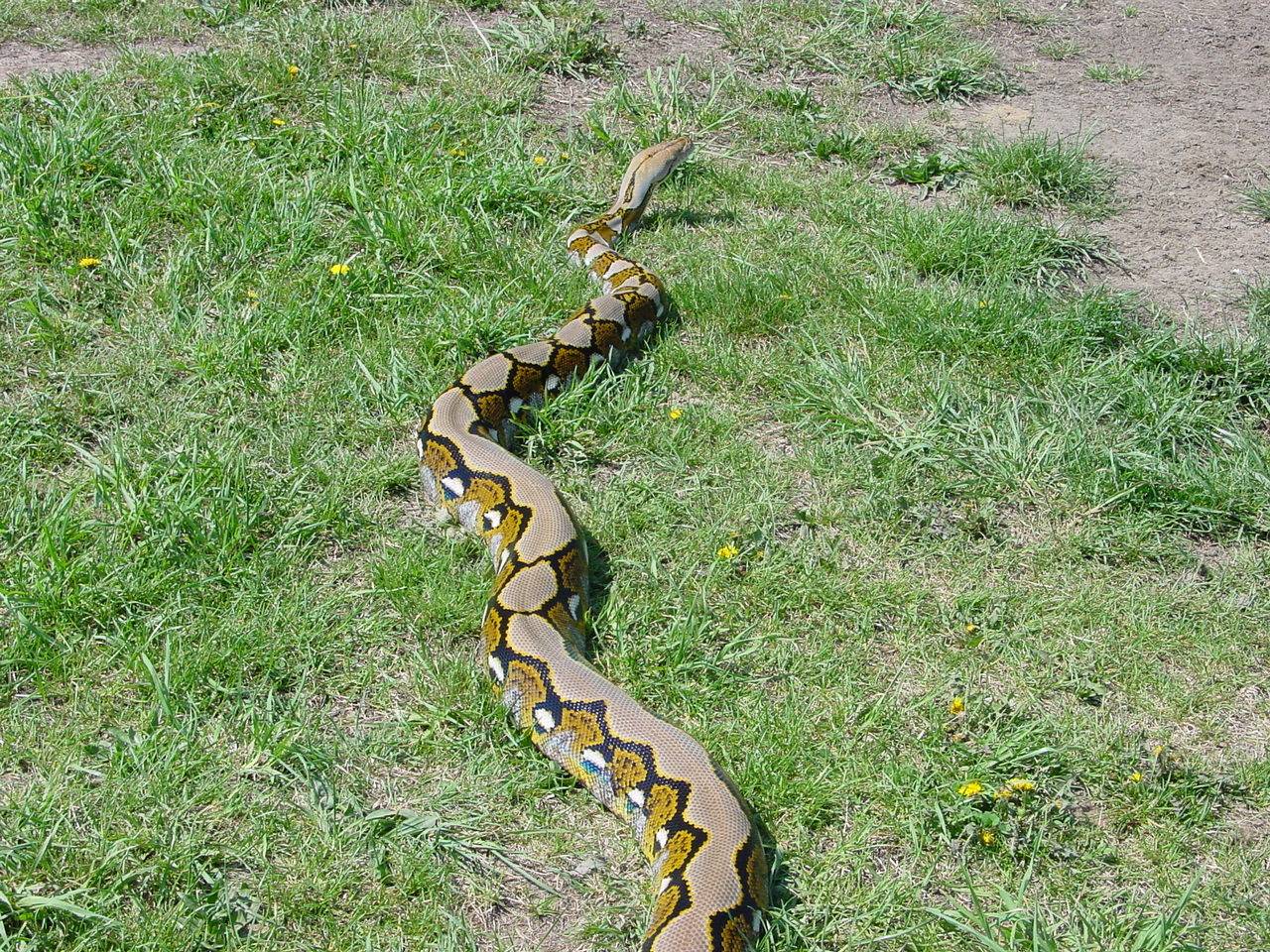 striperouttwo