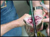 UPenn vet school comes to visit baby