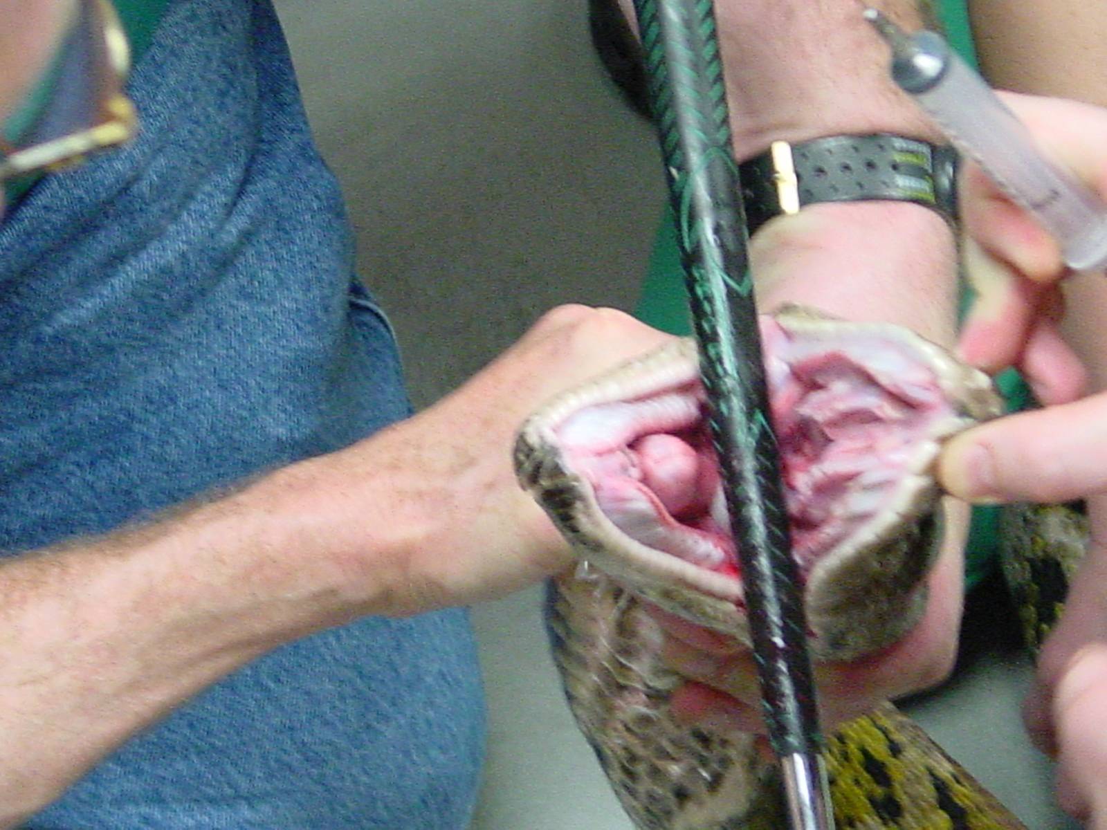 UPenn vet school comes to visit baby