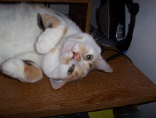 Zoe