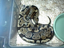 axanthic