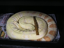 Big female (almost 10')