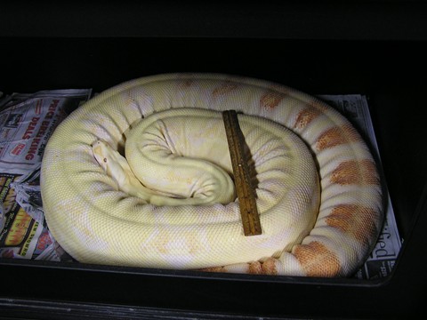 Big female (almost 10')