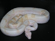 Super sunglow male