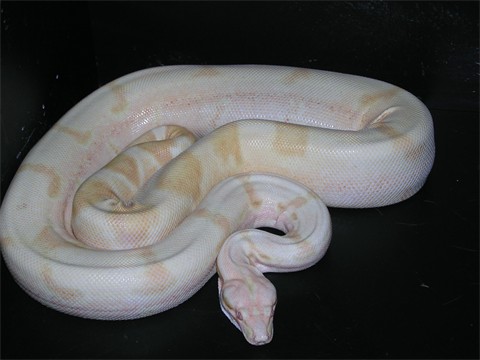 Super sunglow male