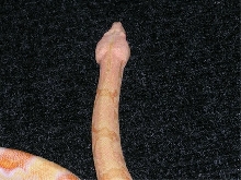 Coral female