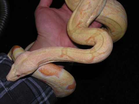 Coral female