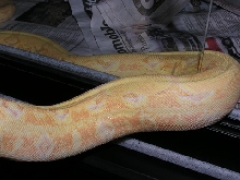 Coral female