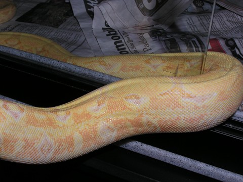 Coral female