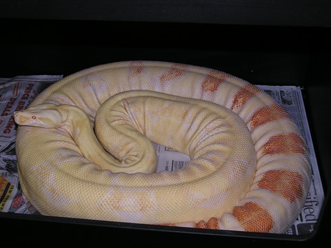 Big female (almost 10')