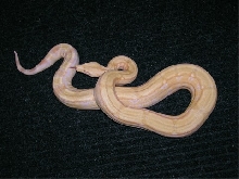Albino Arabesque female