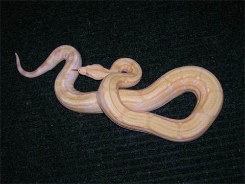 Albino Arabesque female