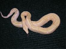 Albino Arabesque female