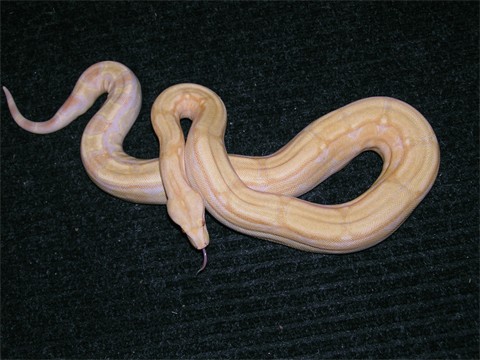 Albino Arabesque female