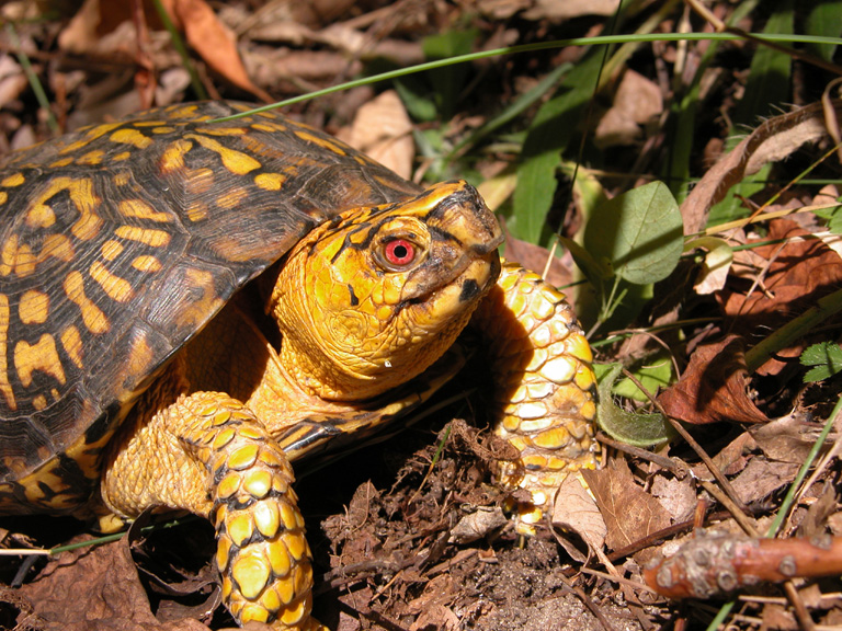 MI box turtle