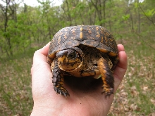 female box