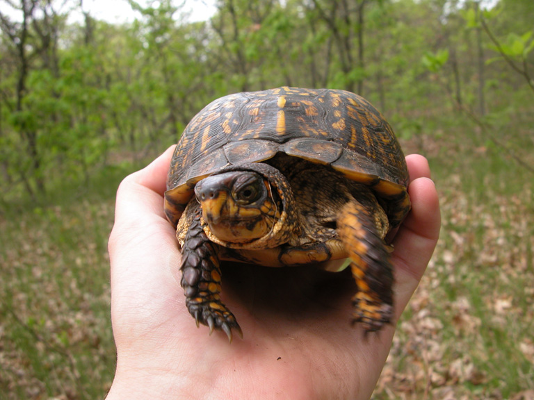 female box