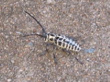 What is this insect??