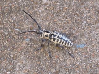 What is this insect??