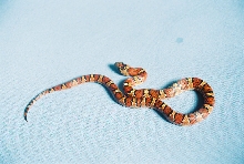 Milksnake Thayeri