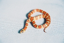 Peachy Milksnake Phase Thayeri