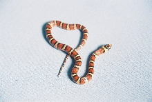 '03 milksnake Thayeri