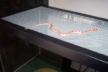 Eden