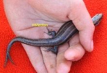 5-Lined Skink (2 tails)