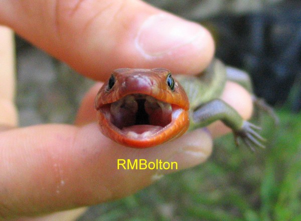 5-Lined Skink