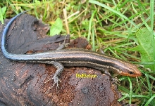 5-Lined Skink