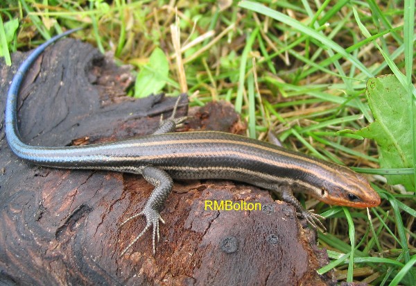 5-Lined Skink