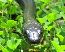 Black Rat Snake