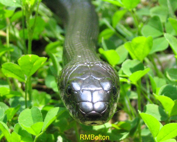Black Rat Snake